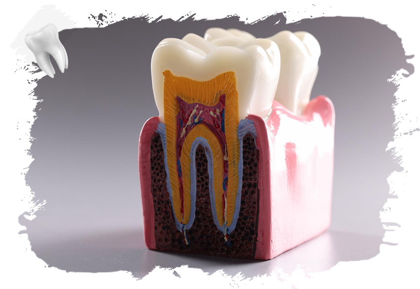 Diş Siniri Nedir Alınırsa Ne Olur